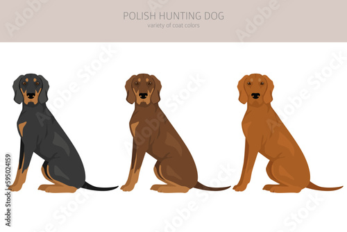 Polish Hunting dog clipart. All coat colors set.  All dog breeds characteristics infographic