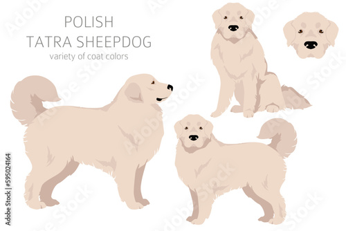 Polish Tatra Sheepdog clipart. All coat colors set.  All dog breeds characteristics infographic