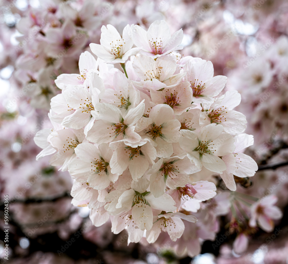 Delicate cluster of Yonshino cherry blossoms Delicate cluster of Yonshino cherry blossoms
