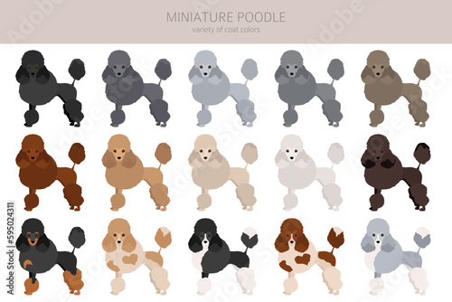 Miniature poodle clipart. Different poses, coat colors set