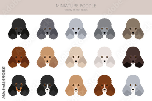 Miniature poodle clipart. Different poses, coat colors set