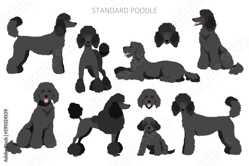 Standard poodle clipart. Different poses, coat colors set photo