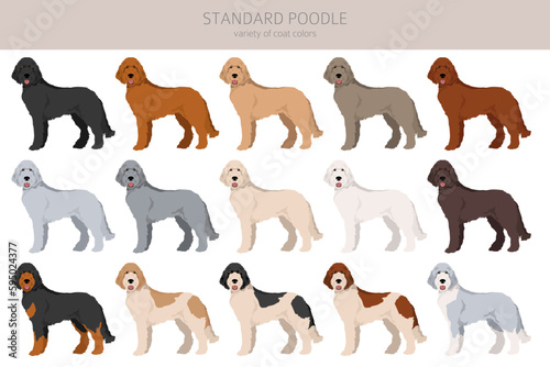 Standard poodle clipart. Different poses  coat colors se