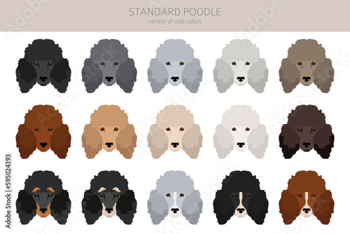 Standard poodle clipart. Different poses, coat colors set