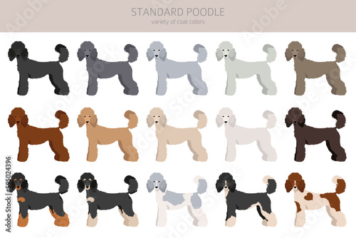 Standard poodle clipart. Different poses, coat colors set