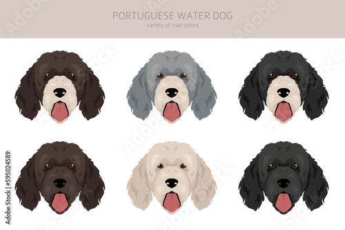 Portuguese water dog clipart. Different poses, coat colors set