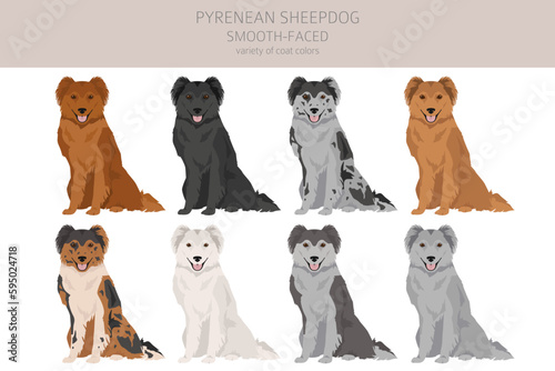 Pyrenean sheepdog, smooth faced clipart. Different poses, coat colors set