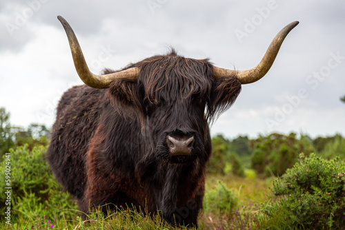 A highland cow staring at the camera in the English countryside.