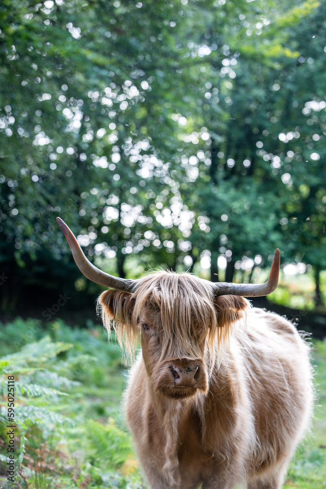 Highland cow poses for the camera in a field in the English countryside Highland cow poses for the camera in a field in the English countryside