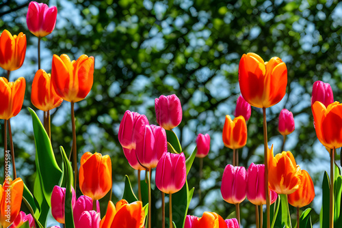 Spring blossoming tulips in garden  springtime red flowers field background.