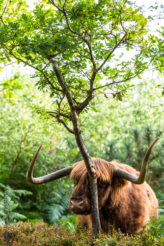 Highland cow hiding behind a tree on common land in English countryside photo