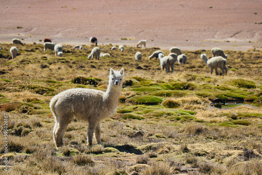 Peru Colca Canyon - Alpaca on the fields in the route to the colca canyon in Peru. Peru Colca Canyon - Alpaca on the fields in the route to the colca canyon in Peru.