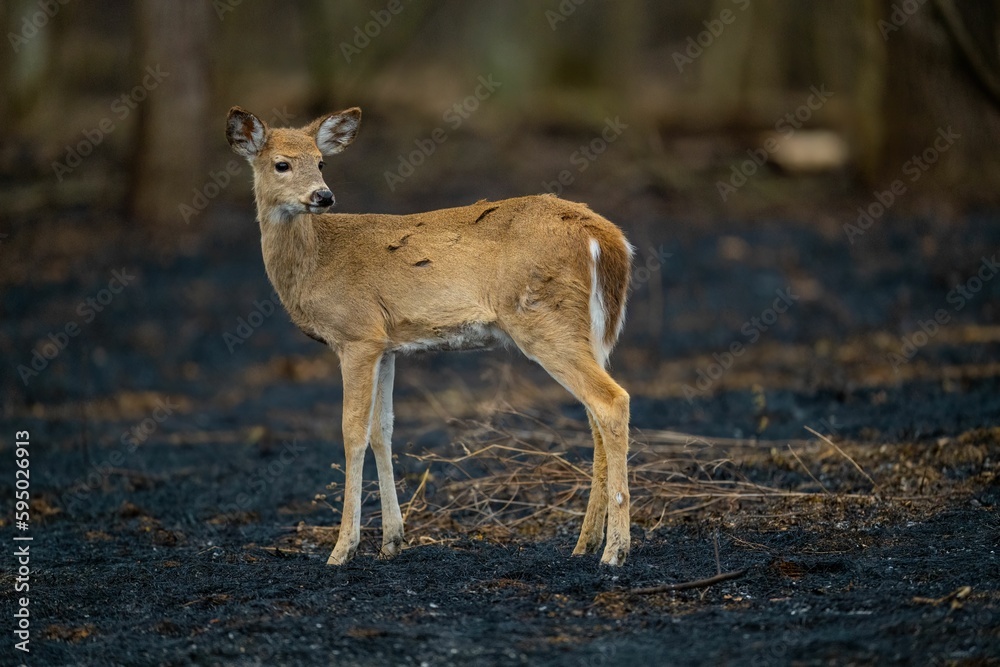 Deer standing amidst the lush foliage of a wooded area