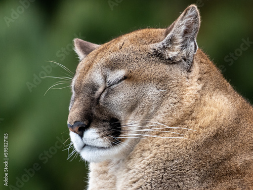 Side portrait of a resting tawny cougar