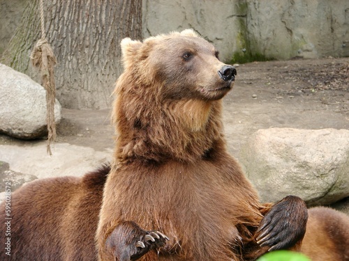 Majestic brown bear having a playful moment in its zoo enclosure