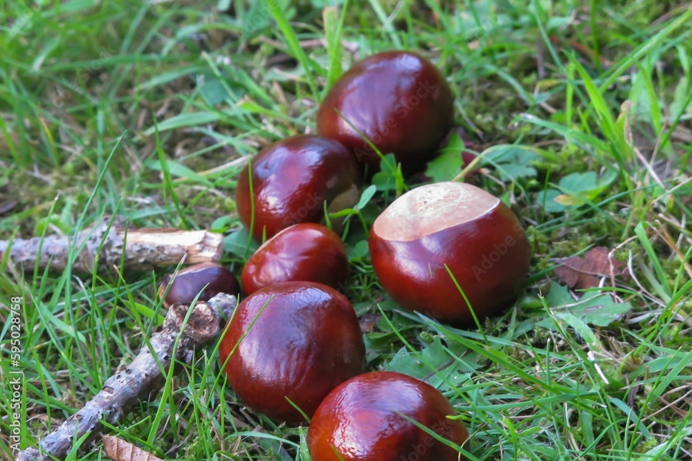 Closeup of chestnuts on green grass Closeup of chestnuts on green grass