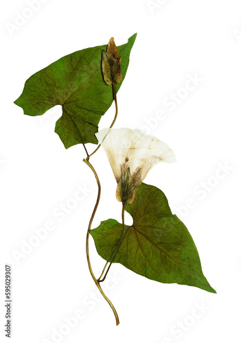 Pressed and dried flowers and leaves calystegia sepium photo