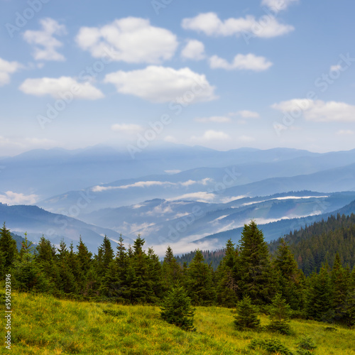 mountain valley with pine forest in blue mist and clouds