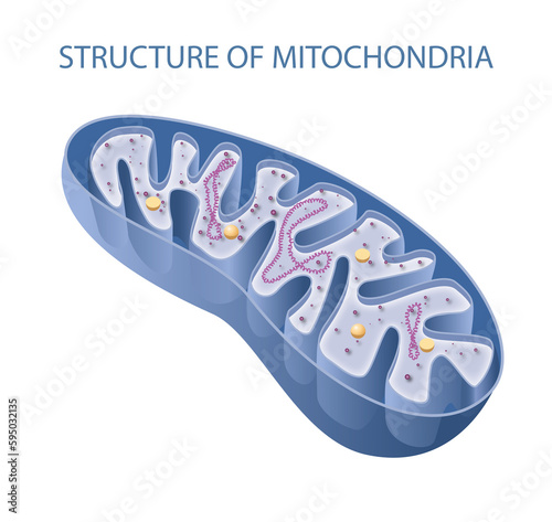 Components of a typical mitochondrion