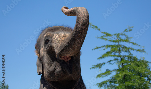 Elephant  Trunk Up.  A Stunning Close-Up of an Elephant with its trunk in the air and mouth open.  Wildlife Photography.