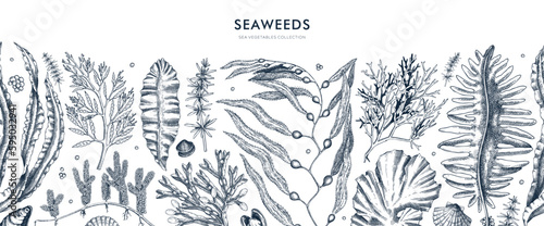 Seaweed vector border in sketch style. Edible algae seamless pattern with golden kelp, wakame, kombu, hijiki, Irish moss drawings. Underwater plant botanical illustration