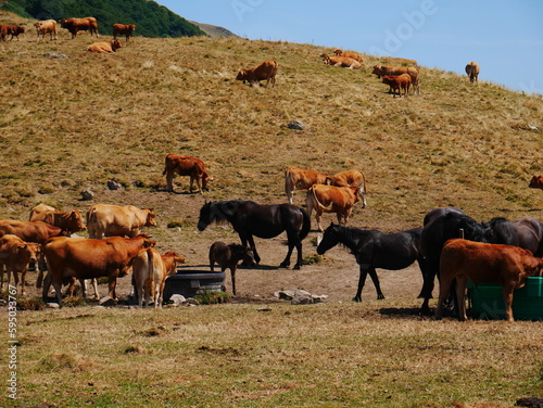 Herd of cows and horses in the Pyrenees mountains photo