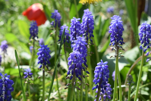 Blue Muscari Flowers