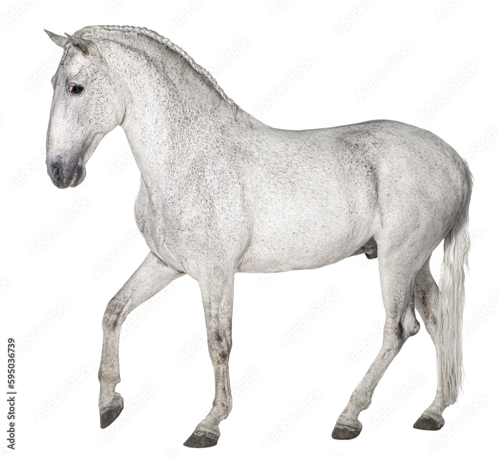 profile of a White lusitano horse walking, isolated on white