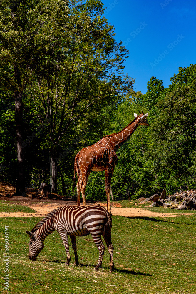 Naklejka premium Giraffe and Zebra at NC Zoo