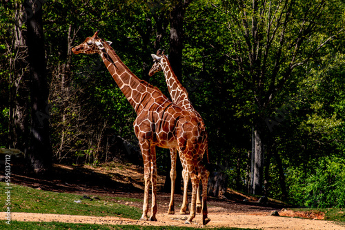 Giraffes at the NC Zoo © Timothy