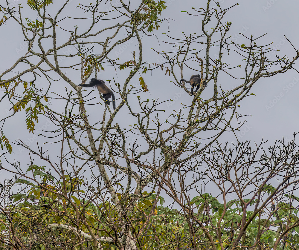 Fototapeta premium A view of Howler monkeys in a tree in La Fortuna, Costa Rica during the dry season