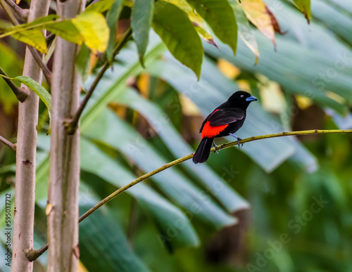 A view of a scarlet rumped tanager in  a tree in La Fortuna, Costa Rica during the dry season photo