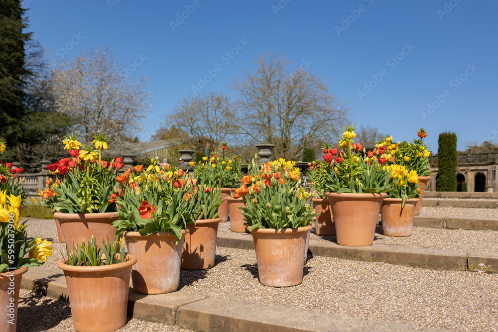 Many ceramic pots with bright spring flowers are arranged in a row, spring time display