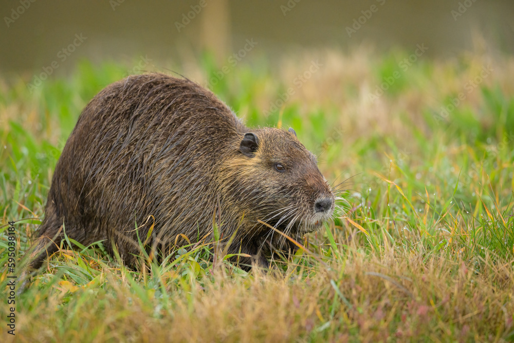 A nutria walking near water and looking for food A nutria walking near water and looking for food