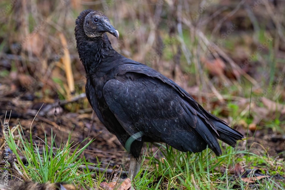 Closeup of a vulture perched on the ground in a forest Closeup of a vulture perched on the ground in a forest