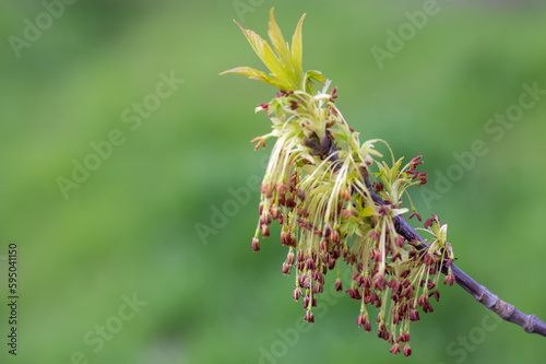 American maple blossoms in early spring close up. Ash-leaved maple inflorescences on tree branch. Long catkins negundo on green background. Brown buds blooming and germinate in sunny day.