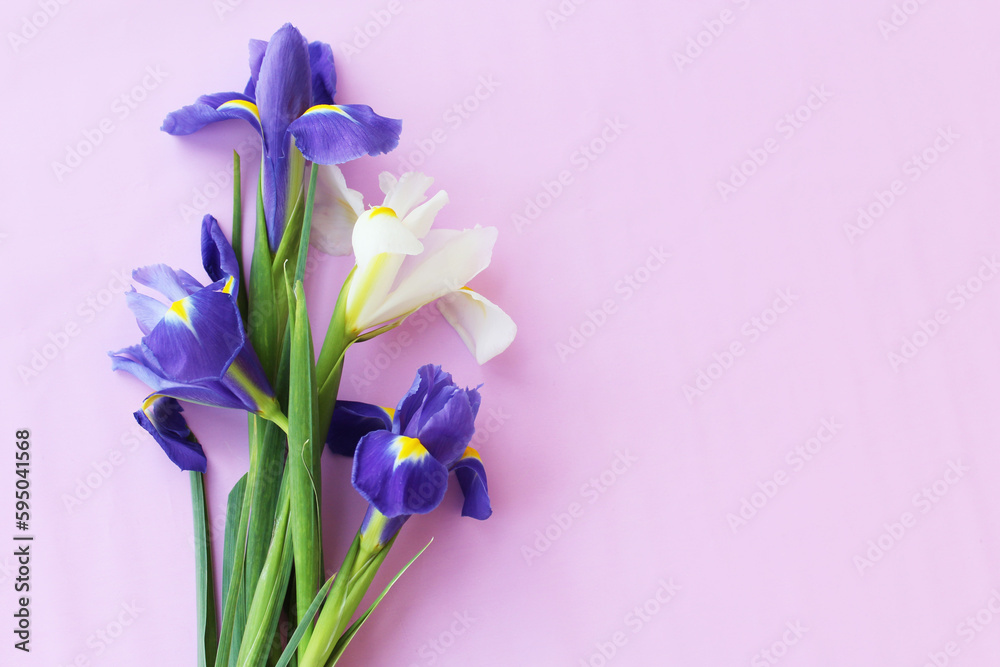spring flowers of narcissus and iris on purple background isolated