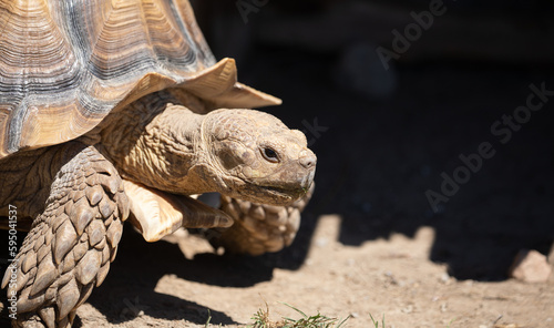 Giant Tortoise.  A Living Legend,  A Close-up Look at the Resilience of an Old Tortoise.  Wildlife Photography.