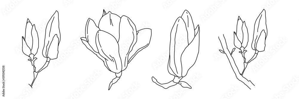Magnolia flower blooming art. Hand drawn realistic detailed vector illustration. Black and white clipart collection. Magnolia flower blooming art. Hand drawn realistic detailed vector illustration. Black and white clipart collection.