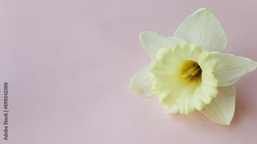 Fototapeta premium spring beautiful narcissus flowers on light pink background isolated for greeting cards