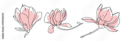 Magnolia flower blooming art. Hand drawn realistic detailed vector illustration. Black outline and pink shape clipart collection.