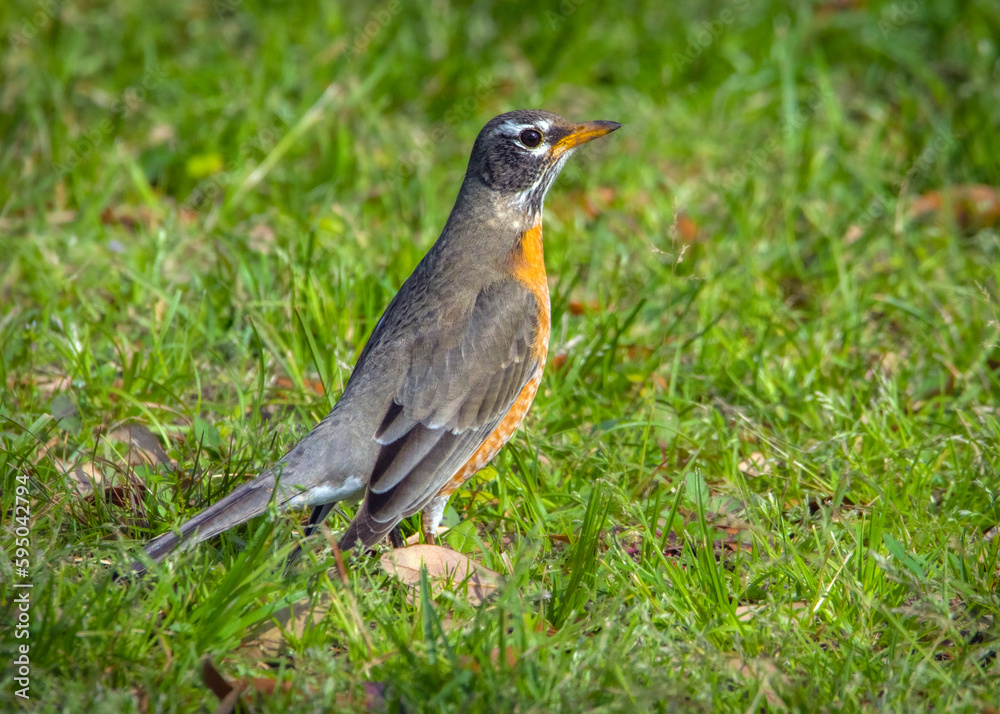 American Robins have returned to the nature trail in Pearland. 2-19-2023 American Robins have returned to the nature trail in Pearland. 2-19-2023