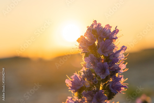 A lilac flower on the background of a bright sunset is out of focus. Natural background. Space for text.
