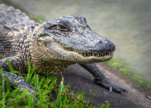 A young alligator enjoying some sun near my house 