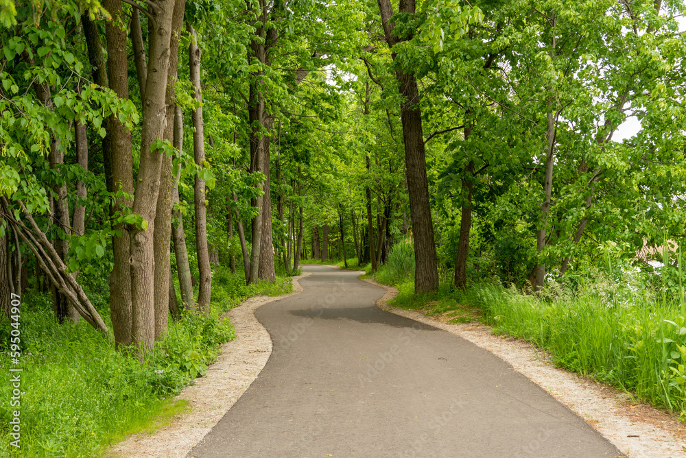 A Path Winding Through The Woods In Summer