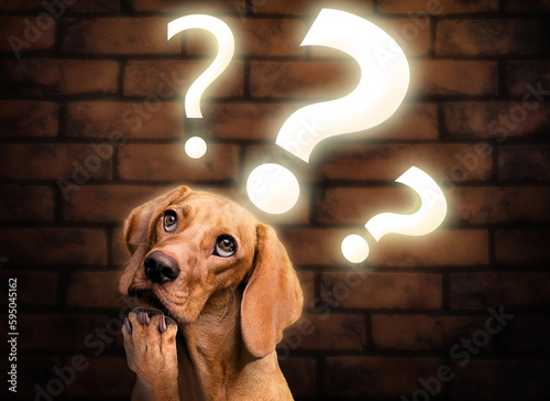 Thinking dog with question mark lights photo