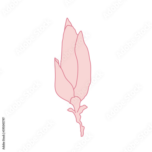 Fototapeta Naklejka Na Ścianę i Meble -  Magnolia flower bud art. Hand drawn realistic detailed vector illustration. Pink line filled clipart.