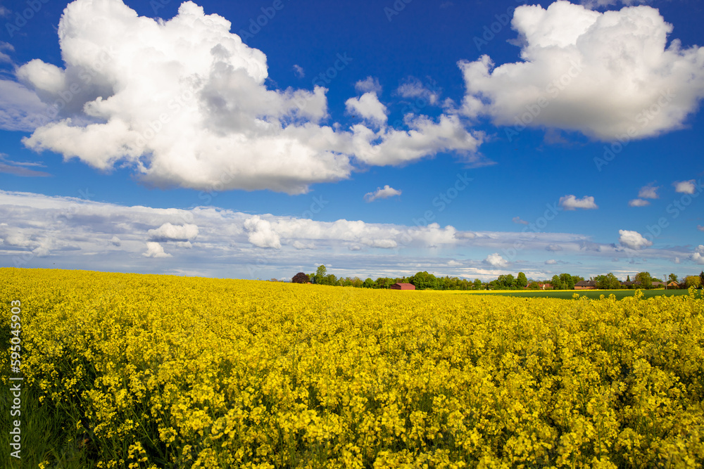 Panoramic image of a rapeseed field with blue sky and few clouds