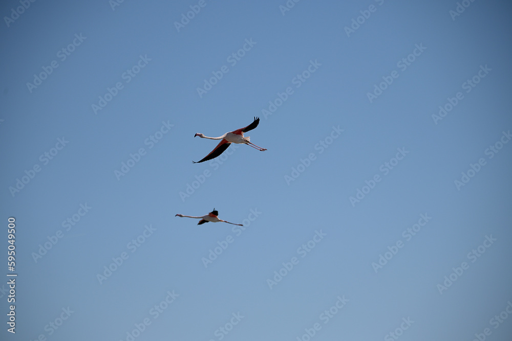 Obraz premium two pink flamingos flying in the blue sky