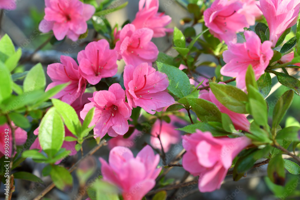 Pink azalea bush blooming in spring. Pink azalea bush blooming in spring.